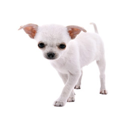 Adorable chihuahua dog isolated on white