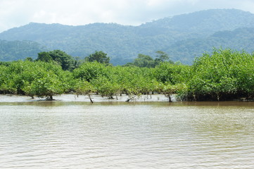 mangrove