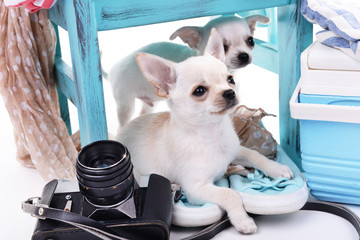 Adorable chihuahua dogs and heap of different things close up