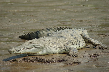 crocodile