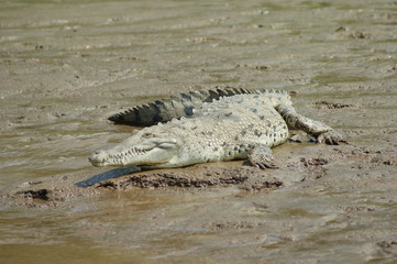 Obraz premium crocodile