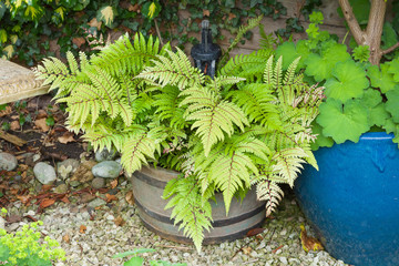 Green decorative fern in a container