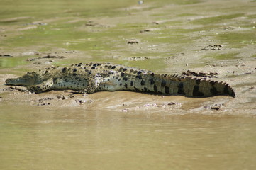 crocodile