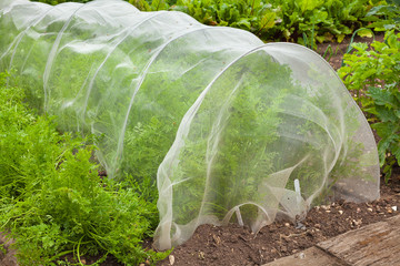 Carrots under cover to stop pests