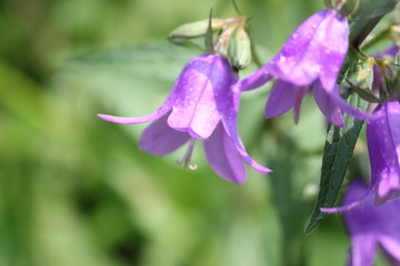 Pretty purple, bell shaped Harebell flower (Campanula rotundifolia) growing in a flower garden