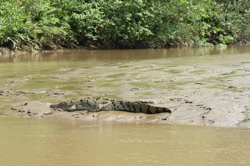 crocodile