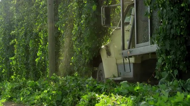 Truck hauling harvested hops