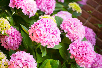 Floral postcard for your design