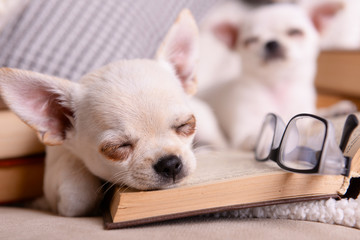 Adorable chihuahua dogs with books on sofa