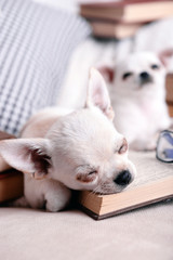 Adorable chihuahua dogs with book on sofa