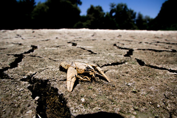 Drought - river dried up with died crab- Global warming