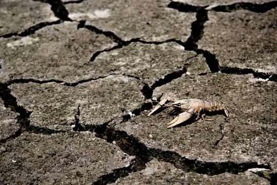 Drought - river dried up with died crab- Global warming