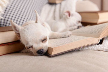 Adorable chihuahua dogs with books on sofa