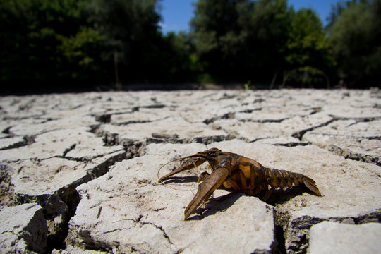 Drought - river dried up with died crab- Global warming