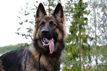 German shepherd