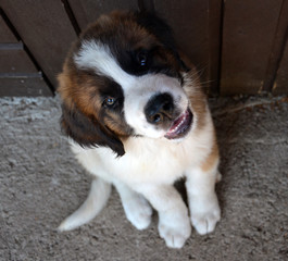 St. Bernard puppy © Elina I
