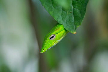 Oriental Whip Snake