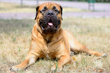 pet large red dog bullmastiff