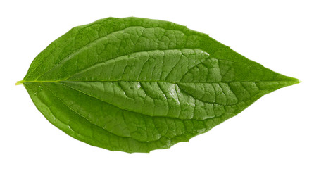 Fototapeta premium Green leaf isolated on white