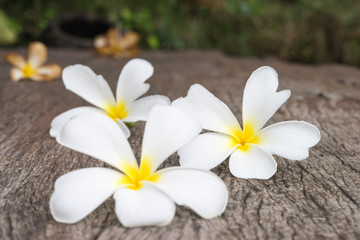 Fototapeta na wymiar White frangipani (plumeria) on wood background, selective focus.