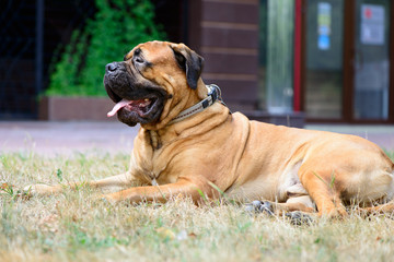 pet large red dog bullmastiff