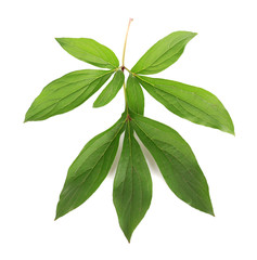 Green leaves isolated on white