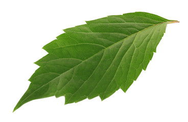 Obraz premium Green leaf isolated on white