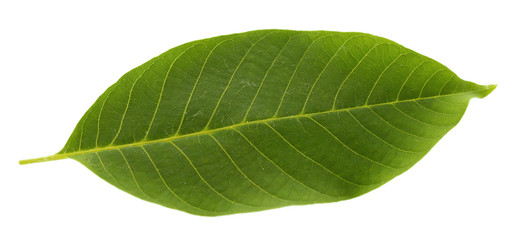 Green leaf isolated on white