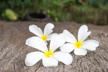 White frangipani (plumeria) on wood background, selective focus.