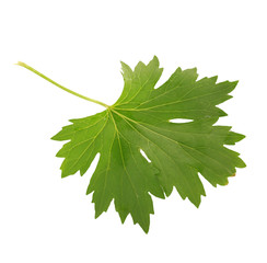 Green leaf isolated on white