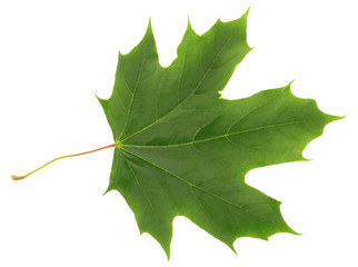 Green leaf isolated on white