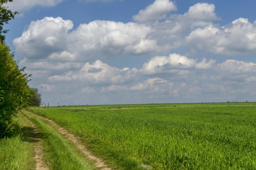 Fototapeta na wymiar Background of sky, clouds and corn field with fallow, Ludogorie, Bulgaria
