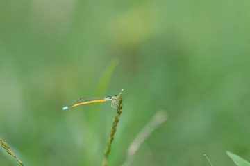 Dragonfly perched on grass