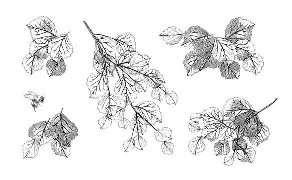 Tree branch leaves vector set