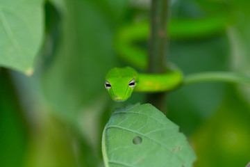 Oriental Whip Snake