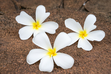 Fototapeta na wymiar White frangipani (plumeria) on laterite background, selectived f