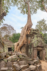 Fototapeta na wymiar Ta Prohm Temple ancient tree roots, Angkor 