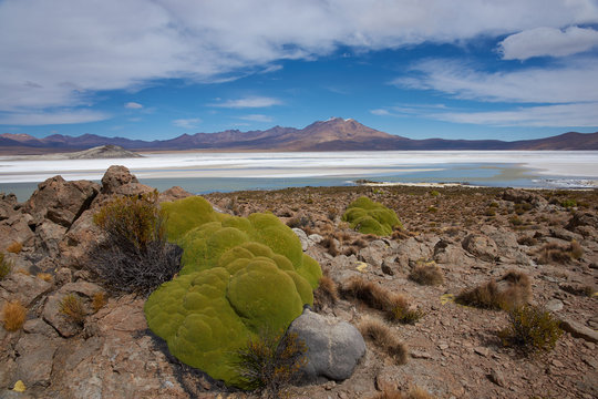Cushion plants known as Azorella compacta, also called llareta in Spanish, around the edge of the Salar de Surire salt lake in Vicunas National Park on the Altiplano of north east Chile. 