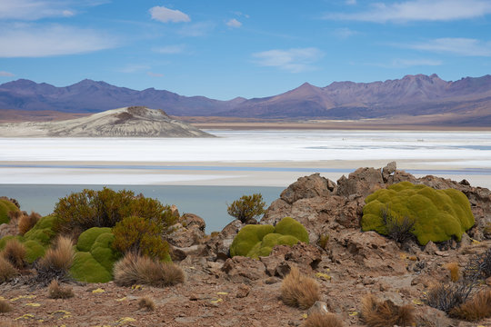 Cushion plants known as Azorella compacta, also called llareta in Spanish, around the edge of the Salar de Surire salt lake in Vicunas National Park on the Altiplano of north east Chile. 