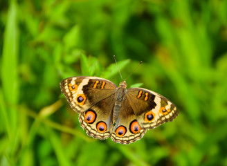 The Pansy blue butterfly (Female)