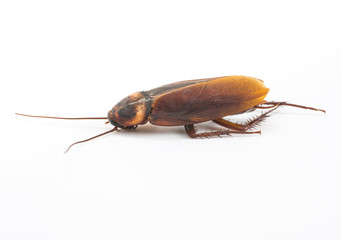 Dead cockroach isolated on a white background