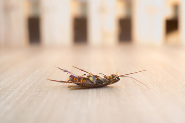 Dead cockroach on wood background