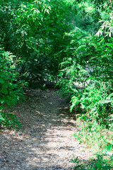 footpath between trees