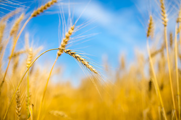 Fototapeta premium Wheat field and blue sky