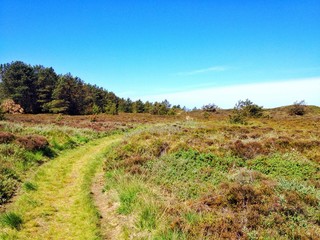Pfad durch Heidelandschaft