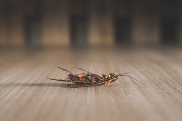 Dead cockroach on wood background dark tone