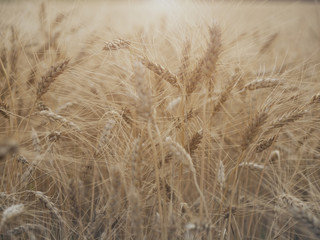 Ears of wheat ripening in the sun.
