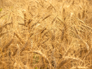 Ears of wheat ripening in the sun.