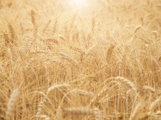 Ears of wheat ripening in the sun.