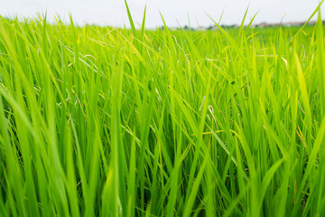 rice field close up